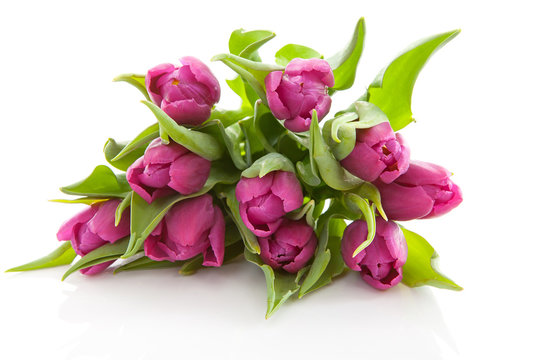 Bouquet of purple Dutch tulips over white background