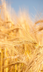 summer wheat field