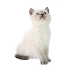 kitten, isolated.