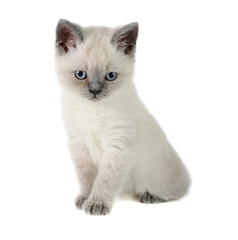 Fototapeta na wymiar British kitten, isolated.