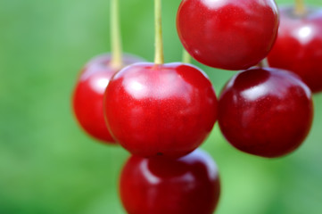 ripe cherries