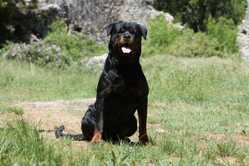 rottweiler assis