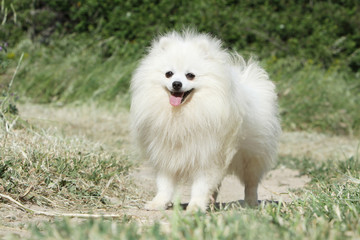 loulou de poméranie debout dans les champs