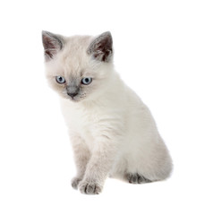 British kitten,isolated.
