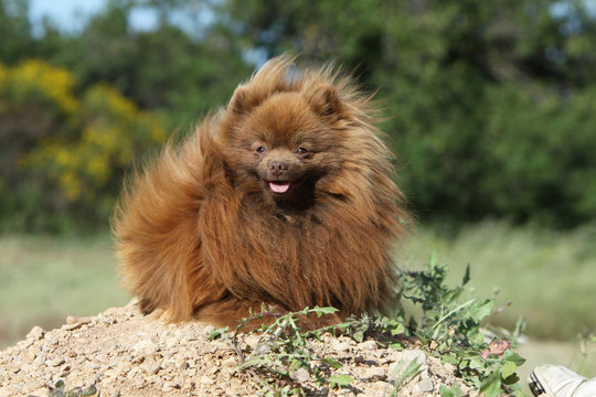 Deutscher Spitz - spitz allemand - German Spitz