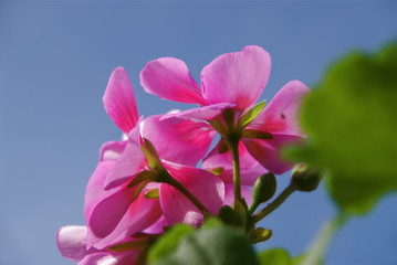 Obraz na płótnie Canvas Kwitnąca różowa pelargonia
