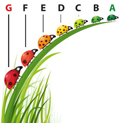 Coccinelles écologiques, vecteur