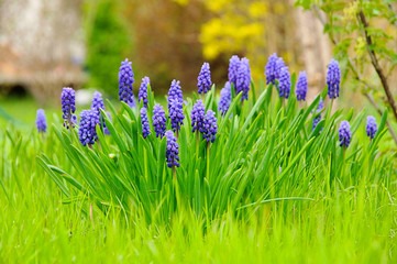 Traubenhyazinthe - grape hyacinth 02