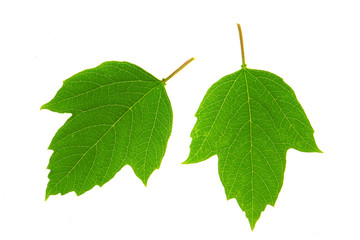 Guelder-rose leaf