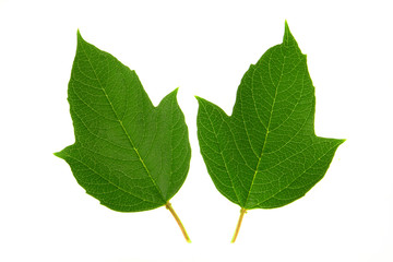 Guelder-rose leaf