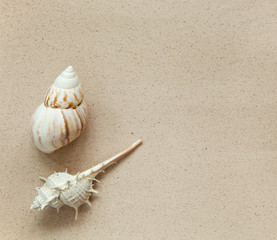 Fototapeta na wymiar sea shells with sand background