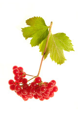 guelder-rose