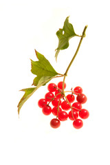 guelder-rose
