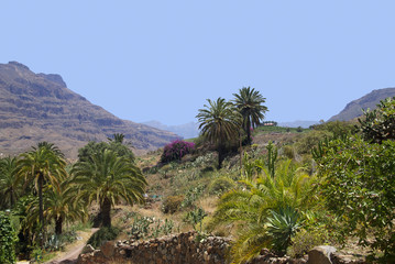 Palmy i góry na wyspie Gran Canaria - obrazy, fototapety, plakaty