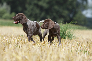 deux braques allemands regardent dans la même direction,