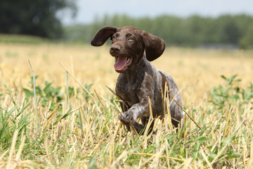 young german pointing dog running on the field