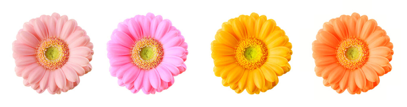 Colorful gerberas