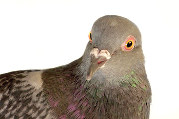 dove