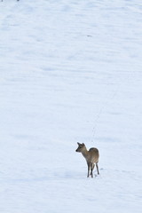 雪原の日本シカ