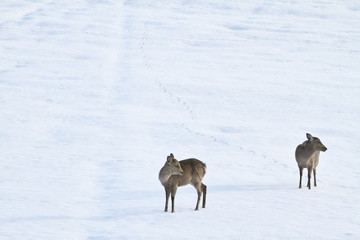 雪原の日本シカ