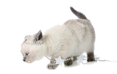 kitten plays with a New Year's garland.