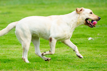 Obraz na płótnie Canvas Labrador dog running