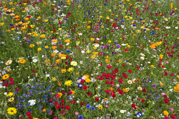 Sommerwiese 7