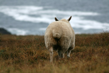 mouton