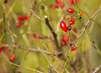 Red rose hips on bush