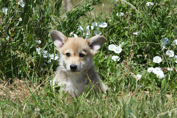 chiot welsh corgi aux oreilles de chauve-souris