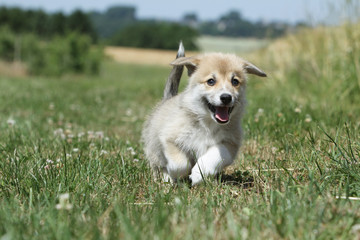 course pleine d'entrain du chiot wels corgi - puppy dog runs