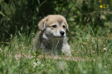 puppy dog of the breed welsh corgi