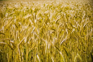 wheat field before harvesting