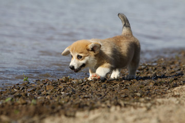 frayeur du chiot welsh corgi au bord de l'eau