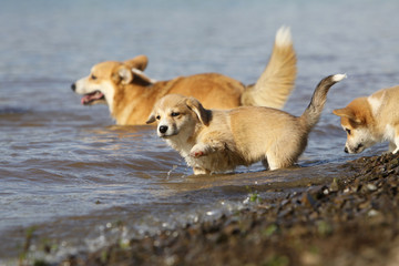 several welsh corgies playing in the water