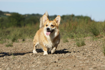 welsh corgi pembroke content