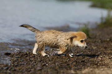 puppy dot wet