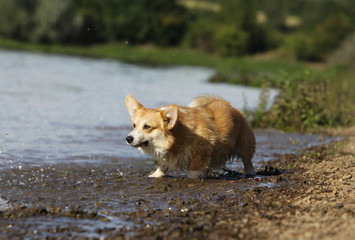 welsh corgi joue les super prédateurs