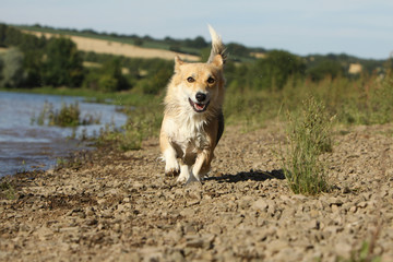 Fototapeta premium welsh corgi courant sur la berge