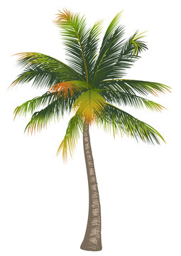 Coconut palm tree on a white background