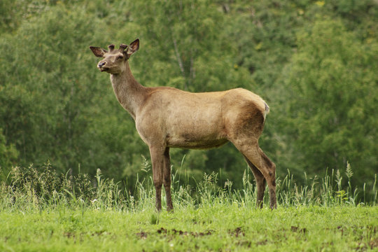 One maral is grazed on pasture.