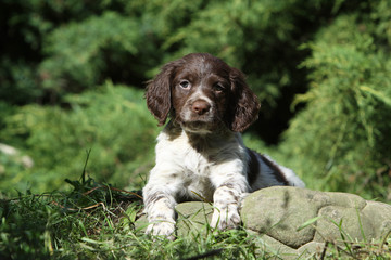 puppy britanny spaniel - chiot épagneul breton