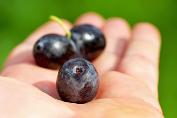 Black olives on hand .