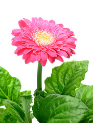 gerbera isolated on white background