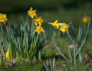 Beautiful close up of daffodil narcissus spring flower in woodla