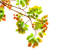 Colorful leaves isolated on white background