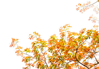 Colorful leaves isolated on white background