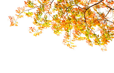 Colorful leaves isolated on white background