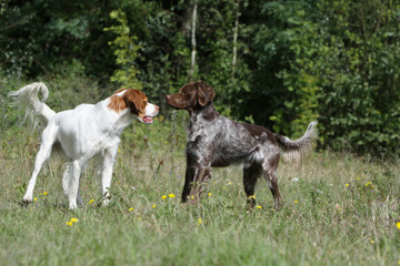 rencontre de deux chiens mâles