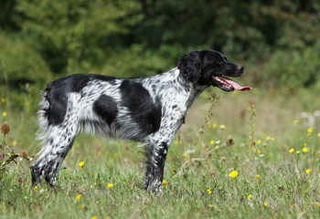 épagneul breton de profil - brittany spaniel on profile